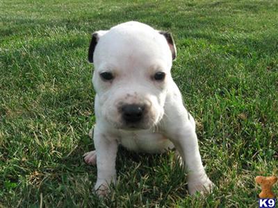 American Staffordshire Terrier for sale